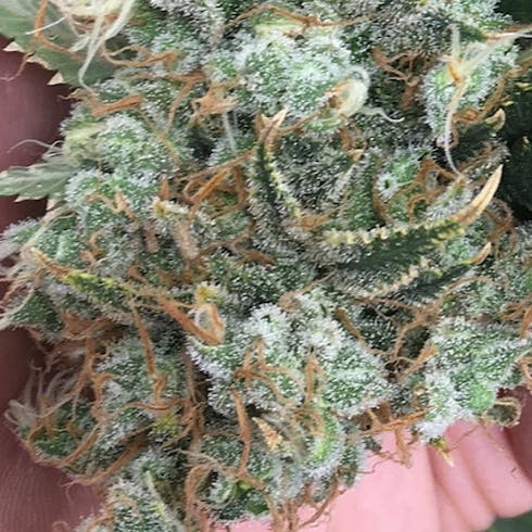 Hulk - berry
