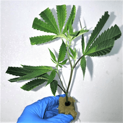 Platinum Clones