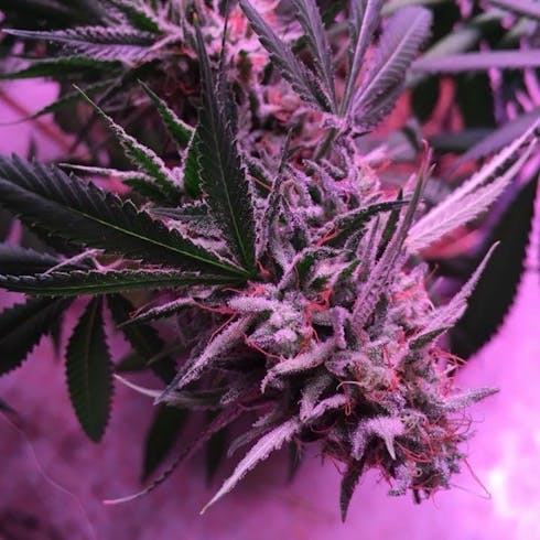 Blue Mystic by Maine Grown