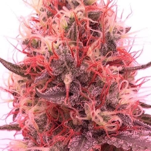Jack Herer by Maine Grown