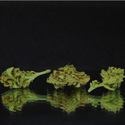 Agent Orange