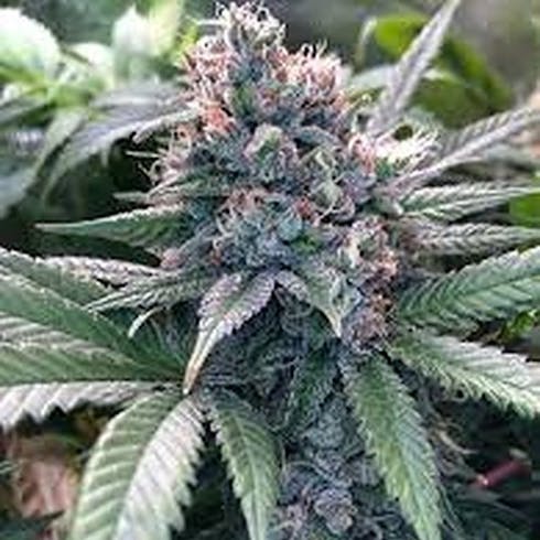 Peach Puree CBD