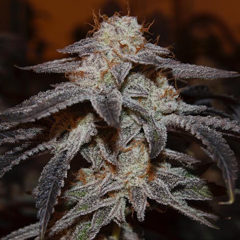 Peppermint Pie