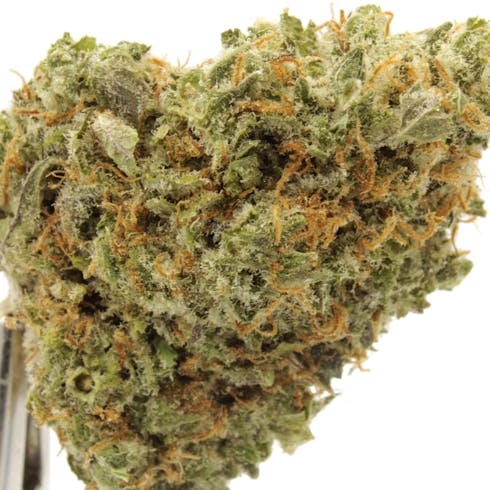 LEMON RHINO