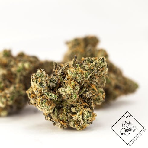 Lemon Betty #6