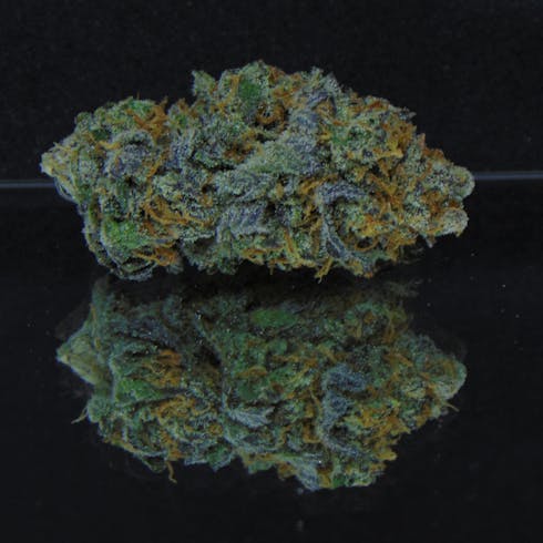 Cherry Vanilla Cooks (P.A.C. x Ms. Universe)*50/50 Hybrid