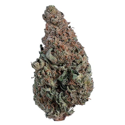 $9 - Money Bush