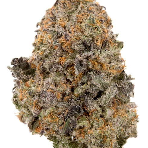 Bronze Tier I Gelato 41 x Dosido