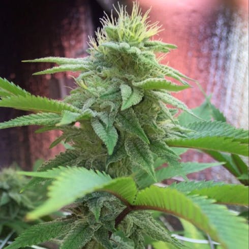 Big Monkey Glue (GG4 (f.k.a. Gorilla Glue #4))