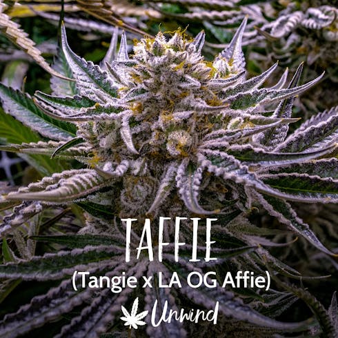 Taffie (Medical)