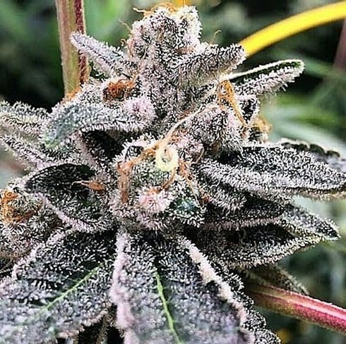 710 Labs | Flower 3.5g | Dosi Pie #7