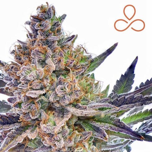 Evermore - Airborne Skunk