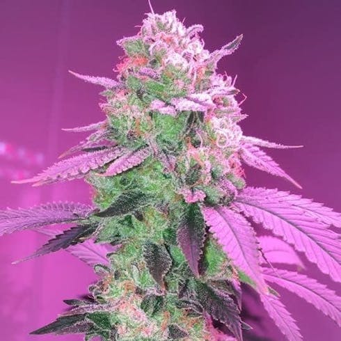 Kali Dog by Maine Grown
