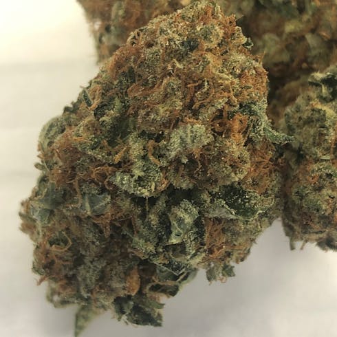 Mimosa (Tax Included)