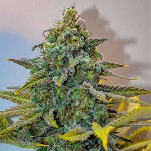 Cinderella 99 (70/30 Sativa)