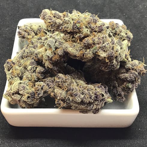 Tropicana Cookies by Focus North