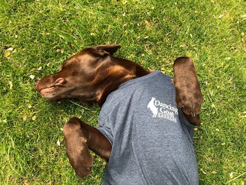 Dancing Goat Shirts