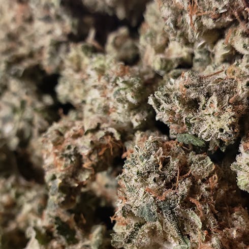 Gorilla Zkittles