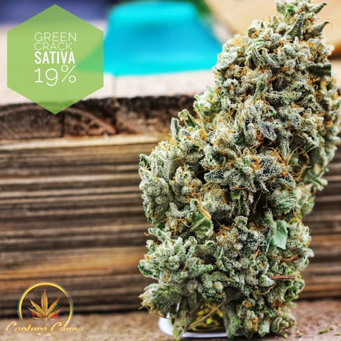 Green Crack