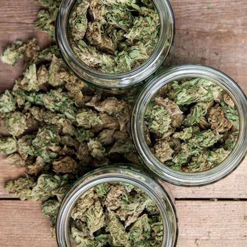 Baby Buds Ounce - Tri Fi