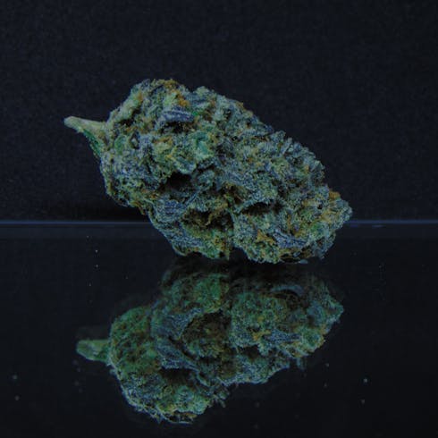 Cooks Glue (Cooks x Glue) *50/50 Hybrid