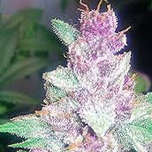 Grape OG