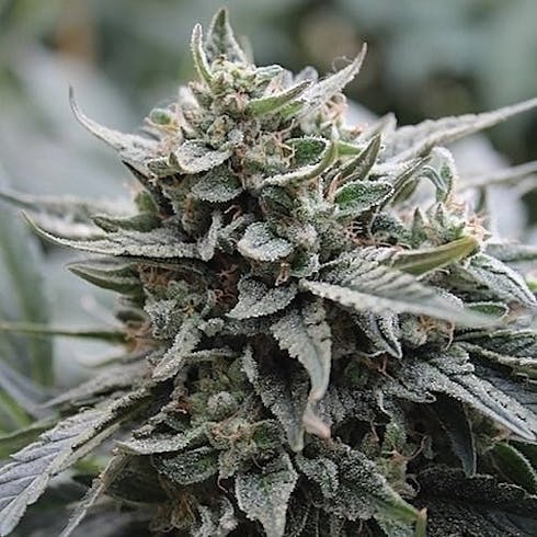 Lemon Head by Choice Organics