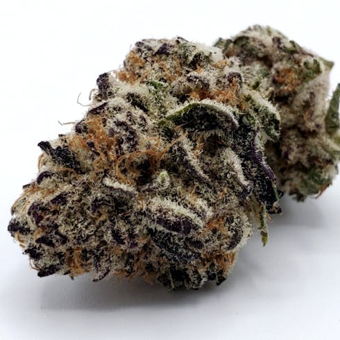 REC 21+ Purple Punch (I/H)