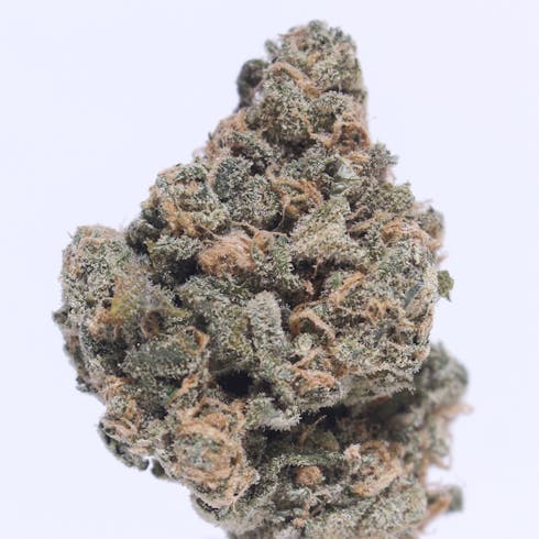 Top Shelf-14.1-Blackwater