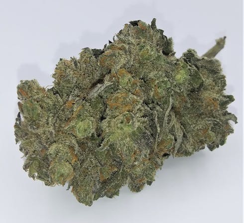 Moose And Lobster | Grown by Cannabis Nation | OMMP