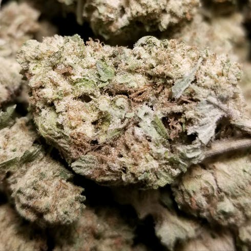 Kobe OG (Williams Wonder Farms) **Limited Qty**