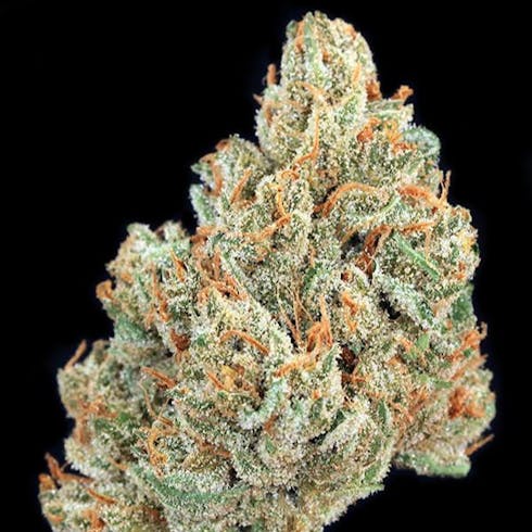 Golden Lemons