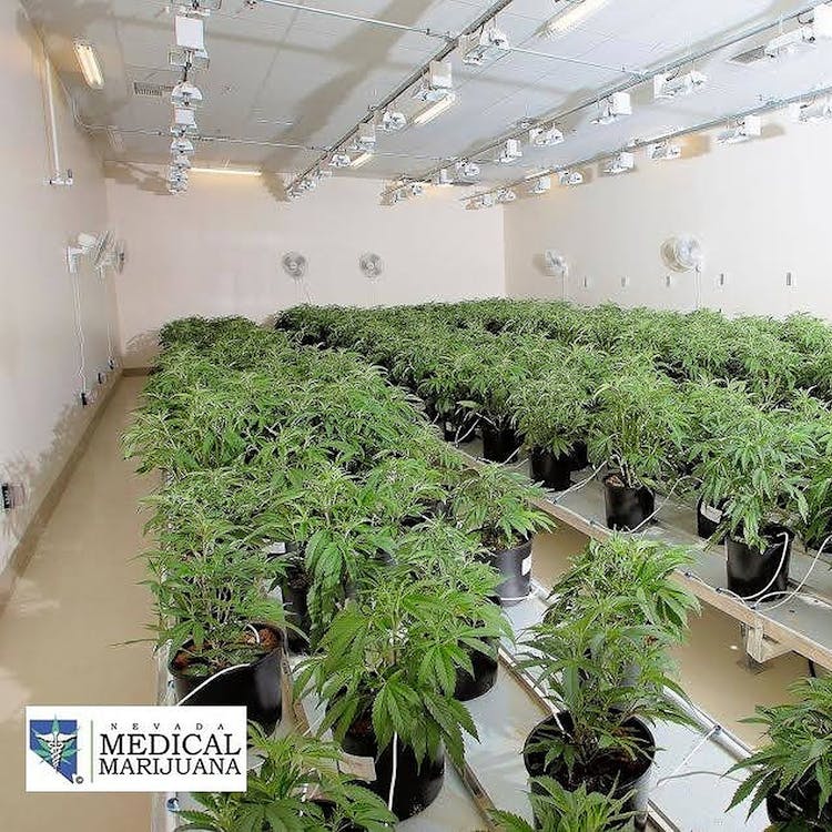 Nevada Made Marijuana - Laughlin (MED)