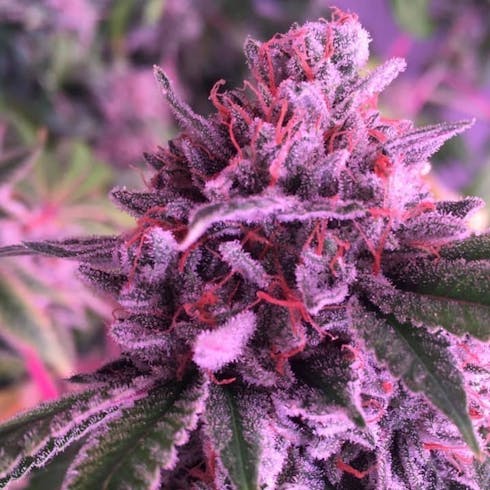 Chem Dawg X I95 by Maine Grown