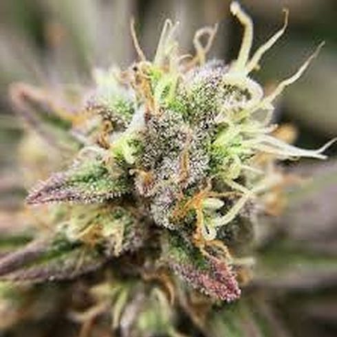 Durban Poison