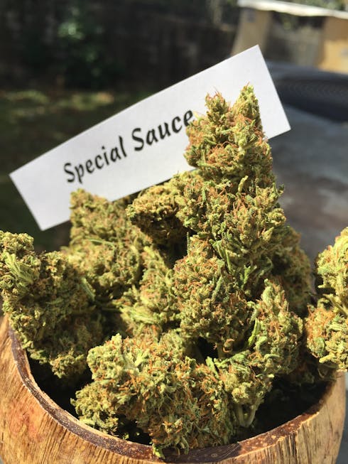 Special Sauce Premium Hemp Flower