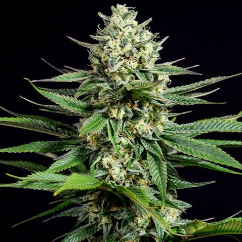 OG Kush CBD (Indica Hybrid CBD)