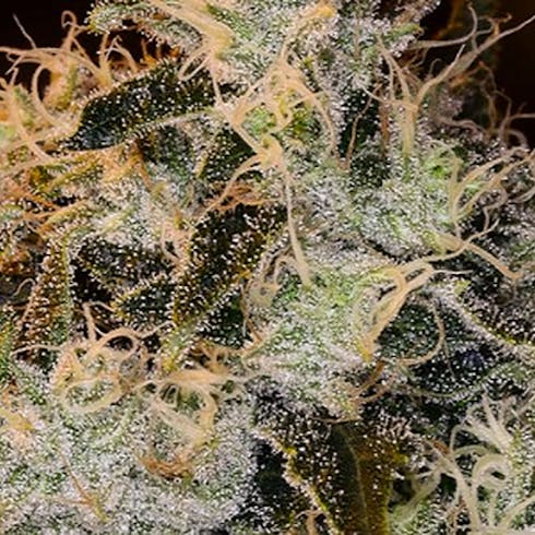 Chemdawg