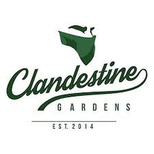 Velvet Kush (Clandestine)