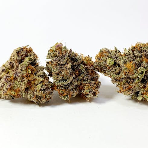 Purple Terps