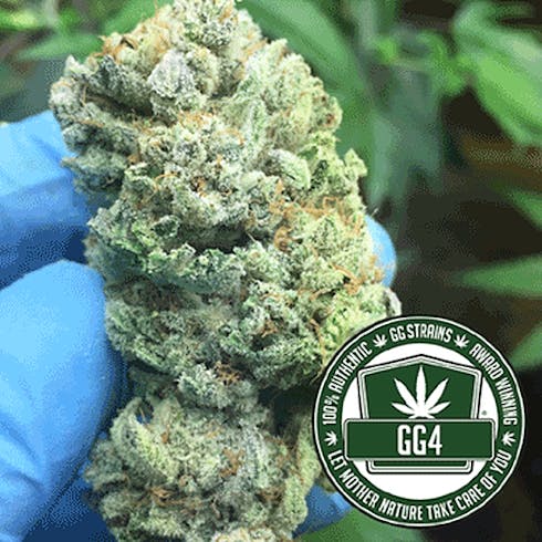 GG #4 by Viola