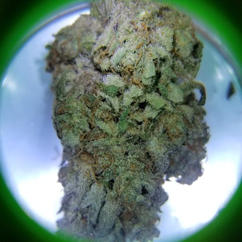 TING x GOD FATHER x ABOMINAL COOKIE MONSTER