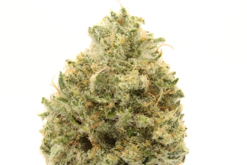 PLATINUM HUCKLEBERRY COOKIES | DEEP CREEK GARDENS