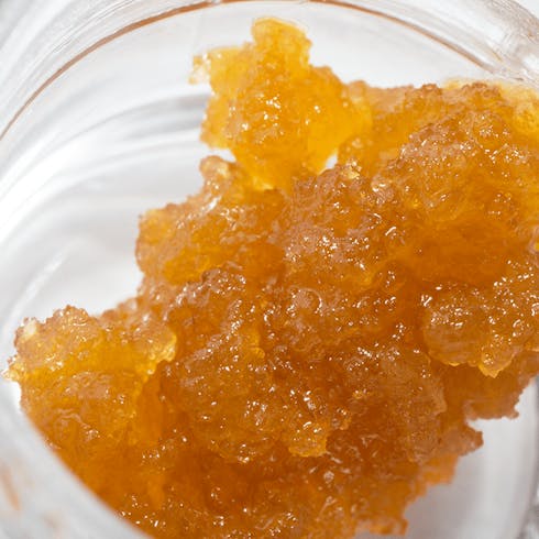 French King Live Sugar (Hybrid)