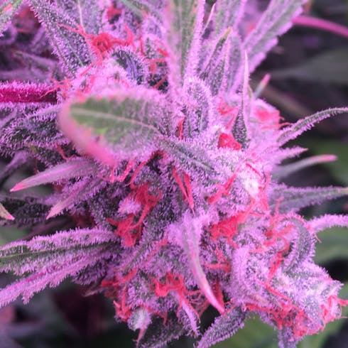 Wicked Bubblegum by Maine Grown