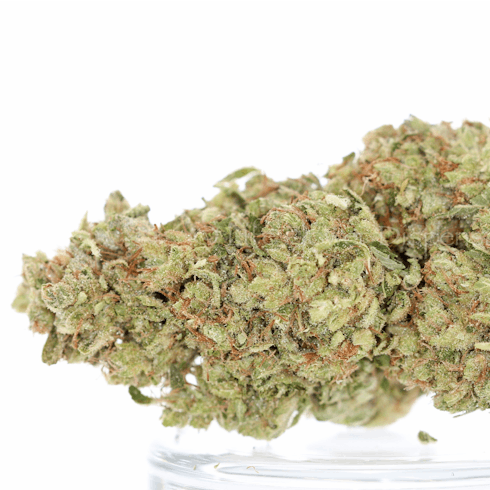MED 21+ Stardawg (I)