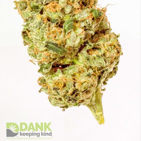 Headband by DANK