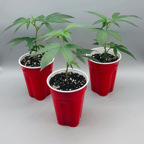 Jack Herer - Clones