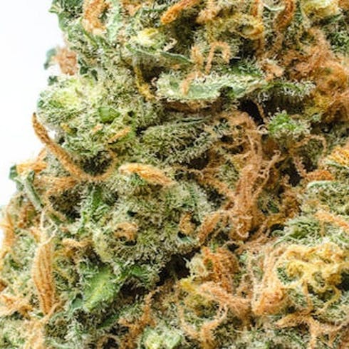 Lemon Skunk (Peak)