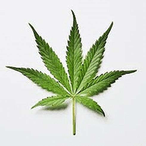 Mendo Breath